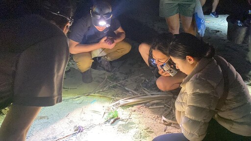 美麗的紫色誘惑:台日陸寄居蟹貿易暗潮