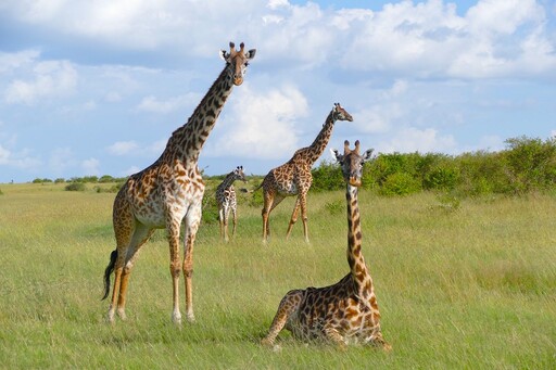 IUCN確認長頸鹿分四種 差異堪比北極熊與棕熊