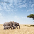 非洲大象會互相喊名字！研究曝「特定叫聲」驚人反應 網：真的有語言