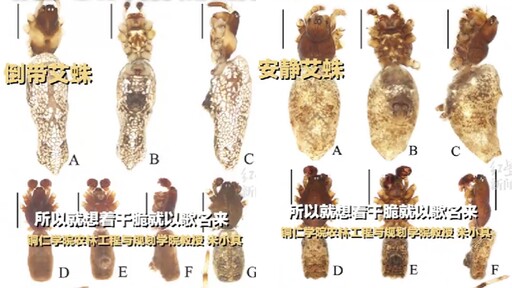 中國研究發現16種新蜘蛛！科學家全用「周杰倫歌」命名 粉絲笑噴