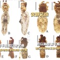 中國研究發現16種新蜘蛛！科學家全用「周杰倫歌」命名 粉絲笑噴