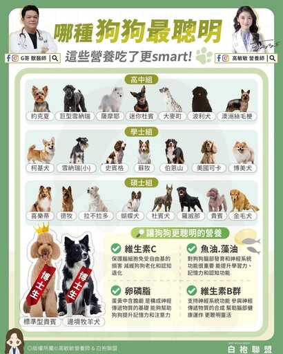 狗狗智商排行出爐！博士生「邊境牧羊犬」奪冠 4種食材吃得更聰明