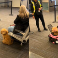 女帶愛犬登機被攔 硬將狗狗塞進「超小包包」畫面惹人心疼