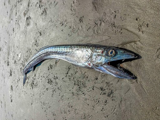 沙灘驚見145cm「蛇形獠牙怪魚」！水族館揭品種 驚喜：極罕見