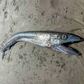 沙灘驚見145cm「蛇形獠牙怪魚」！水族館揭品種 驚喜：極罕見