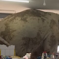 泰國大象逛超商！店員嚇到奪門而出 牠「悠哉吃完零食」才滿意離開