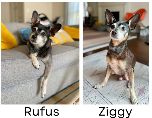 淚崩！愛犬病逝4天後領養「一模一樣」新狗 好奇驗DNA揭驚人巧合