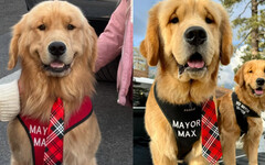 最可愛傳統！美國1小鎮「選狗當鎮長」 居民力挺喊：支持續任