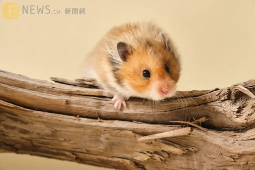「花心鼠王」誤闖母鼠區！3週後瘦一圈 瞬間當上400寶爸