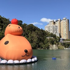 新北碧潭水豚君打卡熱點！12米超萌裝置展 還有雞蛋糕、見面會