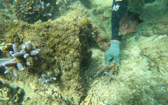 澎湖珊瑚復育計畫成效良好 皆須依法經縣府始得進行