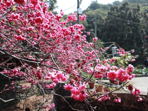 員林市補植櫻花樹苗 重現百果山湖水里櫻花大道榮景