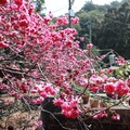 員林市補植櫻花樹苗 重現百果山湖水里櫻花大道榮景