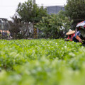 香菜市集3月1日員林圓林園盛大登場