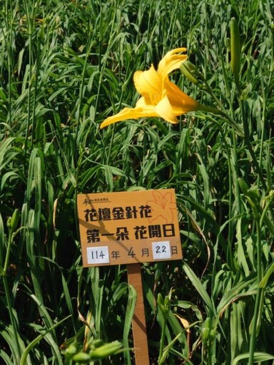 花壇虎山巖金針花開花了 五月母親節將迎接30萬株金黃色花海