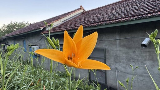 花壇虎山巖金針花開花了 五月母親節將迎接30萬株金黃色花海