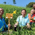 花壇虎山巖金針花開花了 五月母親節將迎接30萬株金黃色花海