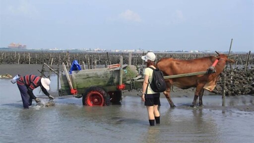 國際海牛文化節5/18芳苑普天宮登場