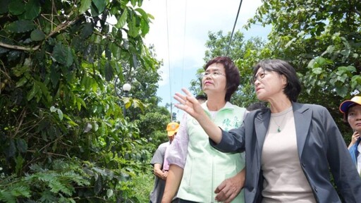 「疣胸琉璃蟻」蟲蟲危機 立委陳素月促跨部會聯手防治