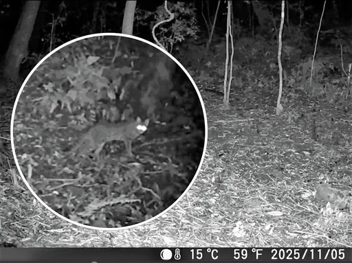 石虎再現阿里山 創嘉南地區最高海拔發現紀錄
