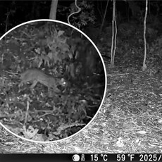 石虎再現阿里山 創嘉南地區最高海拔發現紀錄