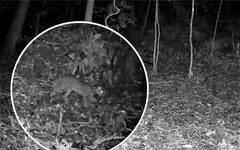 石虎再現阿里山 創嘉南地區最高海拔發現紀錄