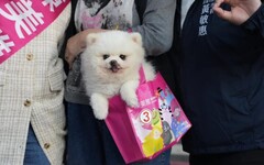 黃敏惠陪同陳美雅興中市場拜票，強調重視寵物權益！