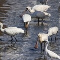 冬候鳥季精彩展開，社子島濕地成絕佳觀賞地點