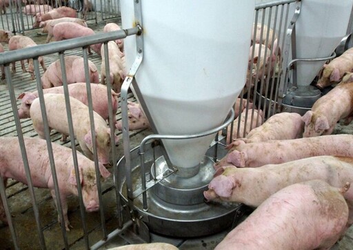 台糖送同批次梅花豬至SGS檢測 報告證實無瘦肉精