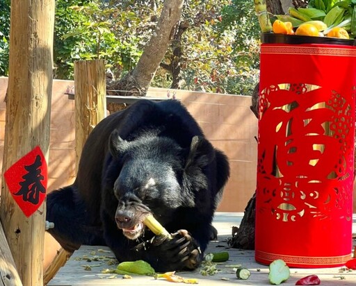 壽山動物園營造年節氛圍 年節菜色多樣性 動物們興奮探索食物