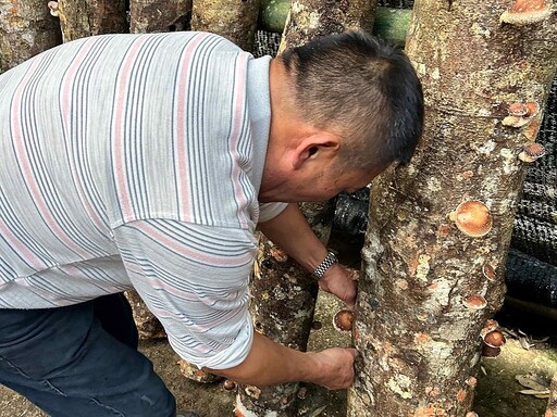 採收鮮種段木香菇 十字社區迎新年慶豐收