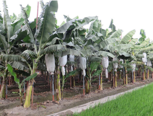 香蕉收入保險 分散農民經營風險，確保農民收益 歡迎蕉農至農會投保 即日起投保至3月31日止