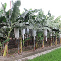 香蕉收入保險 分散農民經營風險，確保農民收益 歡迎蕉農至農會投保 即日起投保至3月31日止