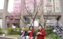 竹市稅務局浪漫櫻花季活動熱鬧登場 近200位民眾共襄盛舉