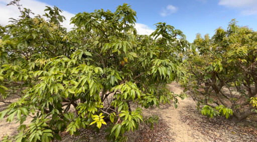 恆春玉荷包花不開，徐富癸籲請農業部農業天然災害救助