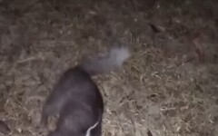 車城鄉鼬獾首次驗出狂犬病 屏東縣恆春半島近期第二例