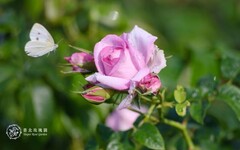 今年白色情人節就到臺北玫瑰園，800種玫瑰唯美盛開，不浪漫都不行