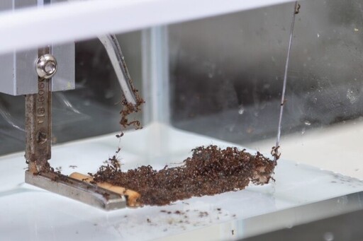 紅火蟻如何在水面結筏？ 清華大學推翻表面張力說