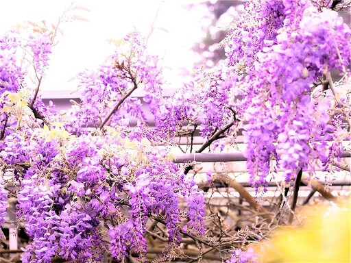 把握花期賞花拍美照 嘉義紫藤花、櫻花、山茶花接力綻放