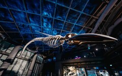 屏東海生館推「遨游鯨之國」探尋解謎遊戲 乘著海流尋鯨趣