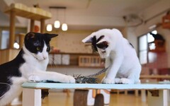 寵愛毛孩 高雄青創8年級生開貓咪咖啡館！為500隻流浪貓找到新家