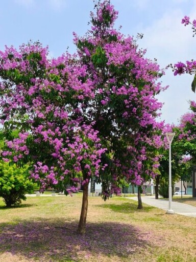 高雄街頭掀起紫色旋風 「爆炸樹」大花紫薇現正盛開