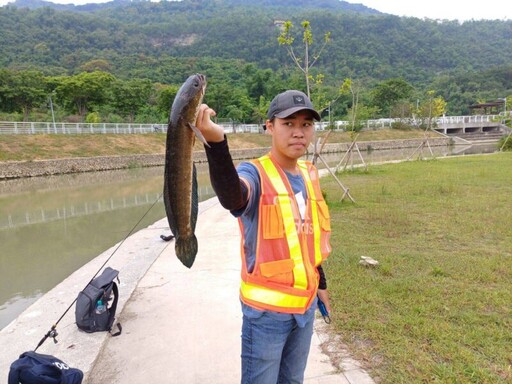 水利局委請釣魚協會即刻移除鼓山運河生態殺手「泰國鱧」