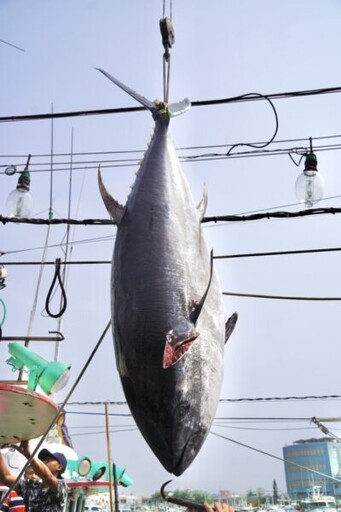 屏縣府促加速興建冷鏈中心 積極穩定黑鮪魚市場供需及價格