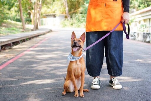 動保處今年首度開辦暑期狗狗訓練營 一起相揪「毛孩」起來玩