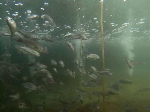 培育養殖技術獨步全球 東港月子魚「黑加網」種魚大公開
