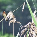 燕子來訪夏季限定，7/27五股濕地夏日賞燕季開跑