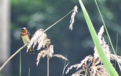 燕子來訪夏季限定，7/27五股濕地夏日賞燕季開跑