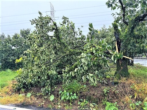 凱米颱風侵襲肆虐 番路鄉果農損失無法估計