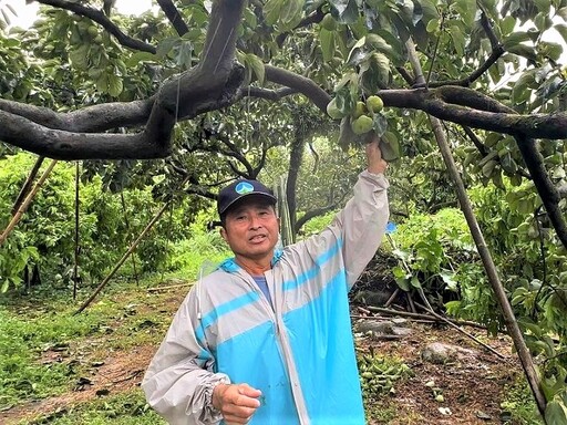 凱米颱風侵襲肆虐 番路鄉果農損失無法估計
